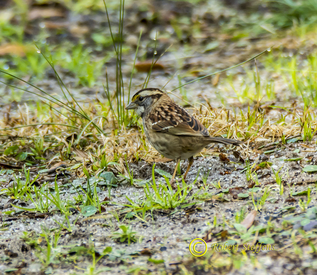 White-throated Sparrow