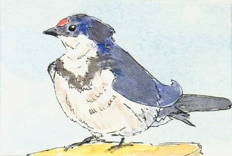 White-throated swallow ATC