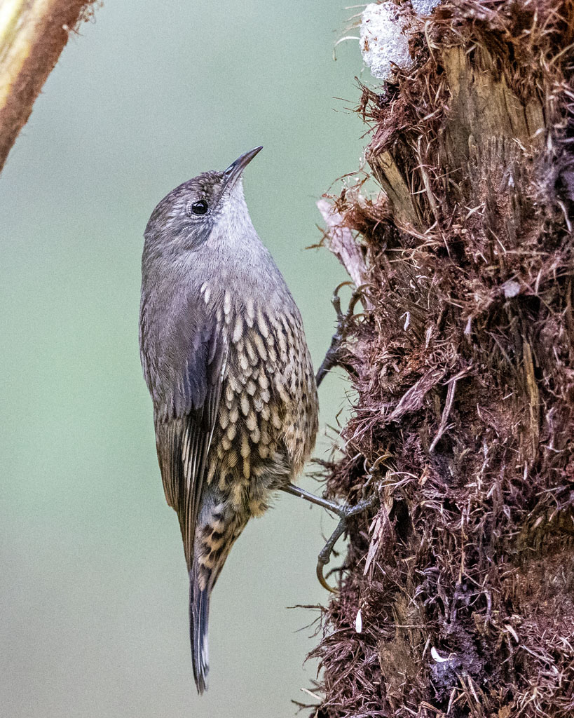 White-throated Treecreeper