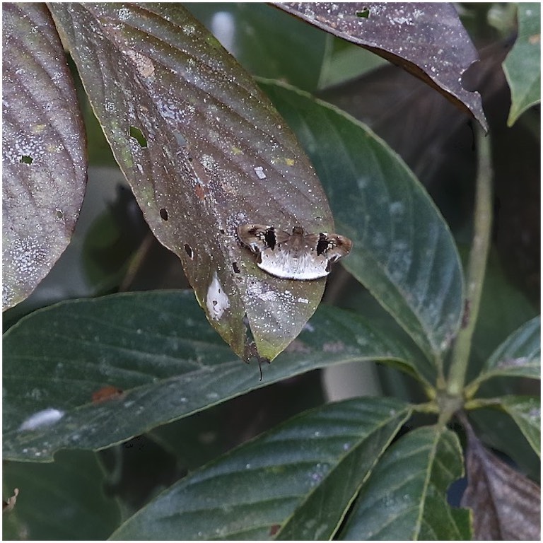 White-trailed Skipper