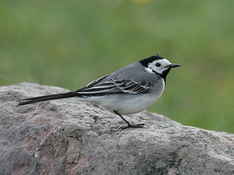 White Wagtail