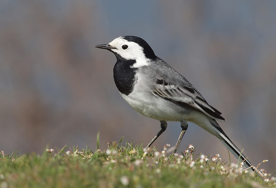 White Wagtail