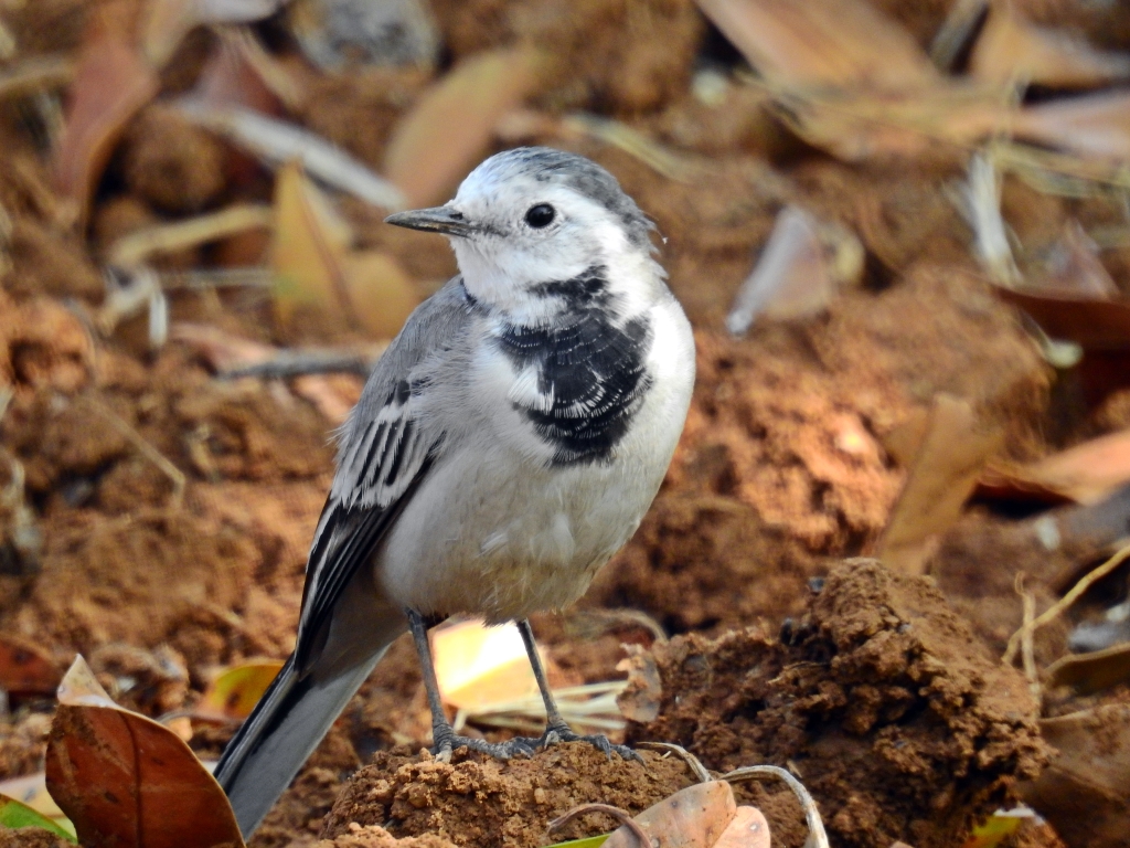 White Wagtail