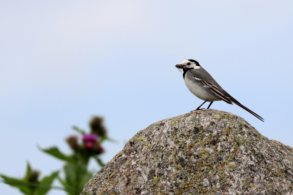 White Wagtail