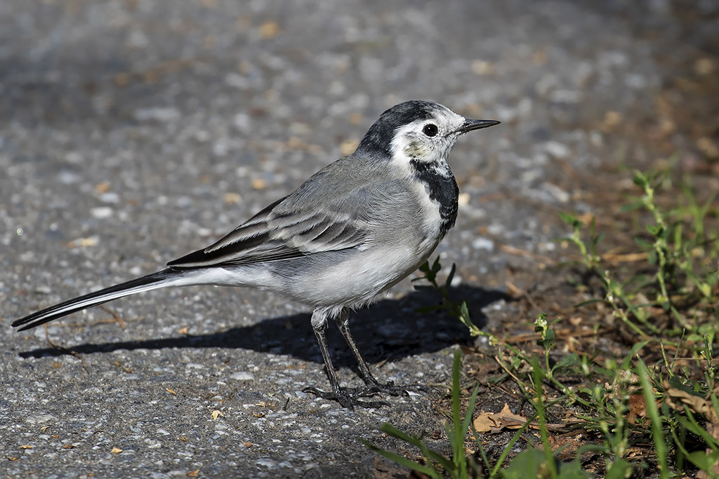 White Wagtail