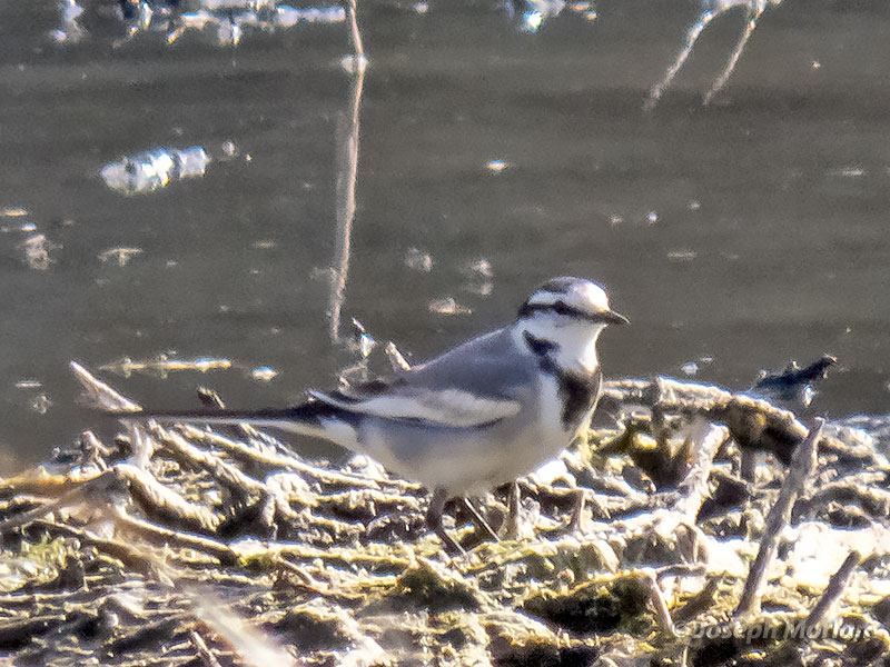 White Wagtail