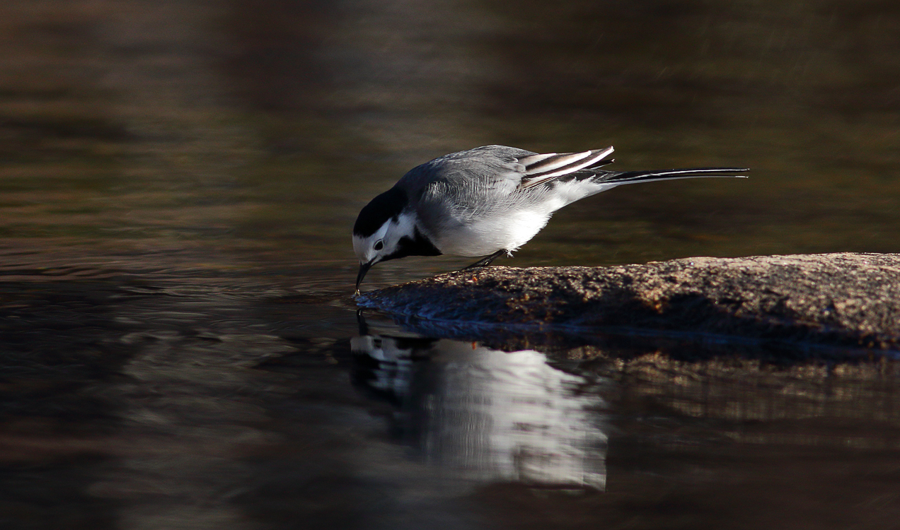 White Wagtail