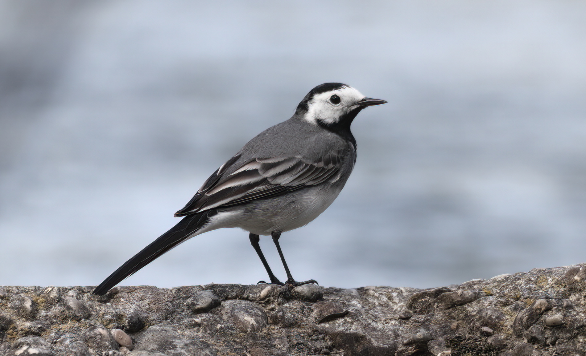 White wagtail