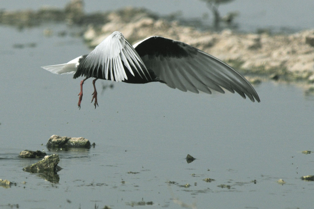 White-winged Black Tern