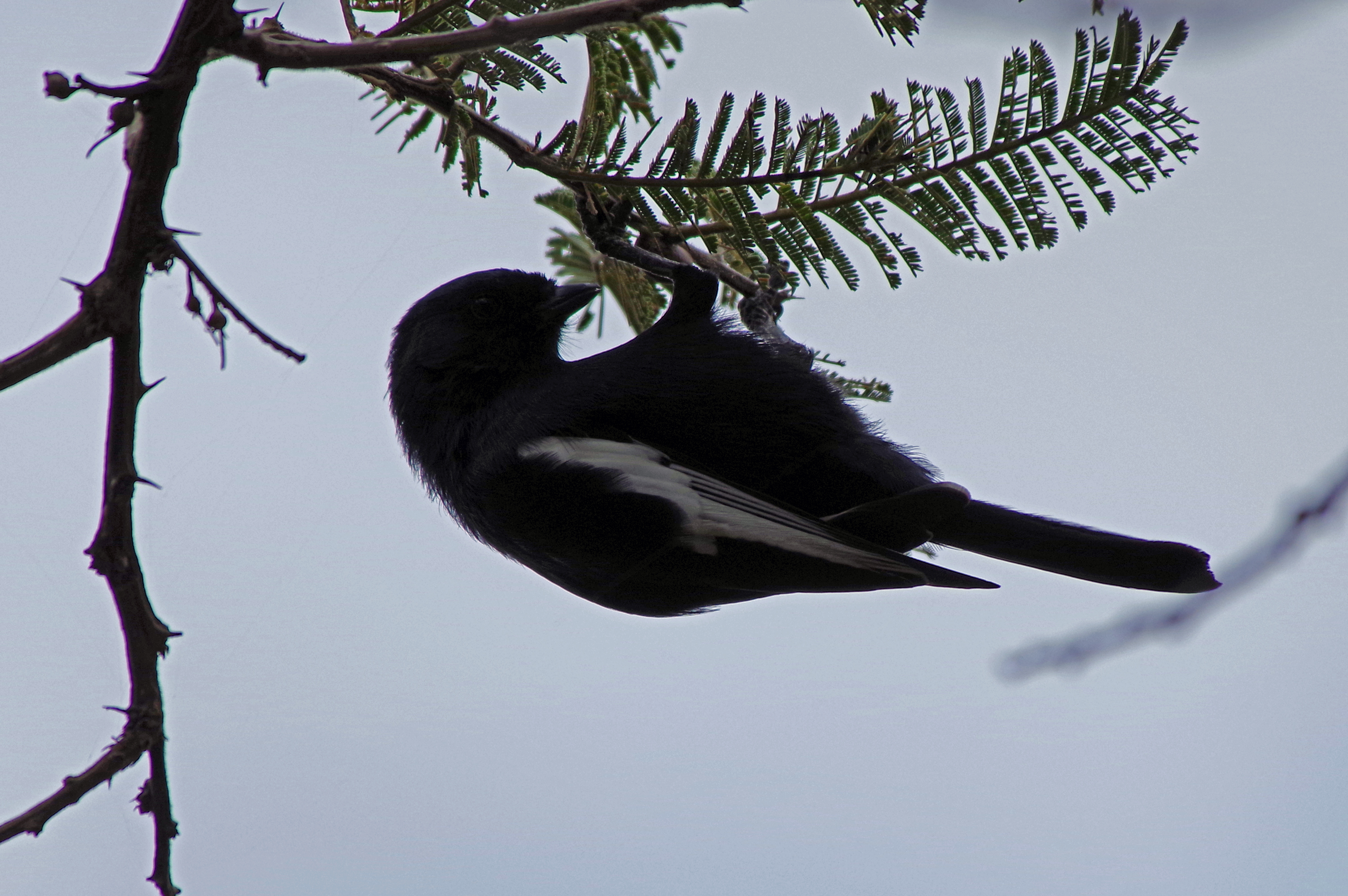 White-winged Black Tit