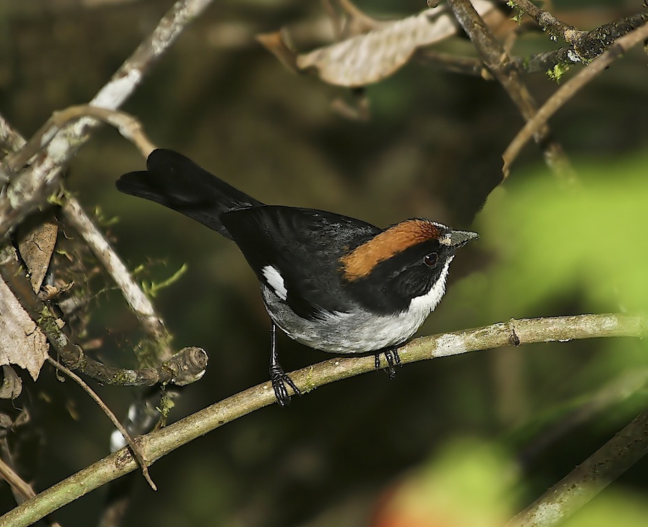 White-winged Brush-finch (dorsal view)