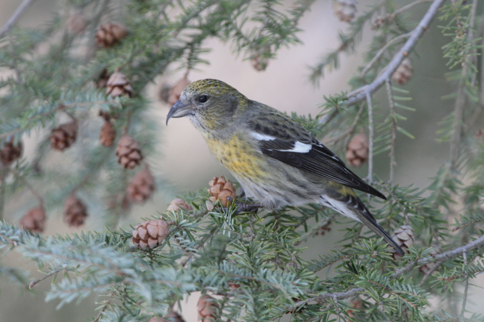 White-winged Crossbill, Melbourne Kentucky