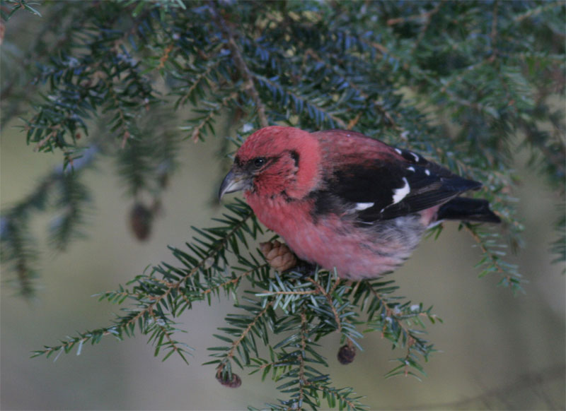 White-winged Crossbill