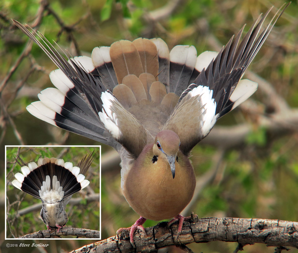 White-winged Dove, front and back in display