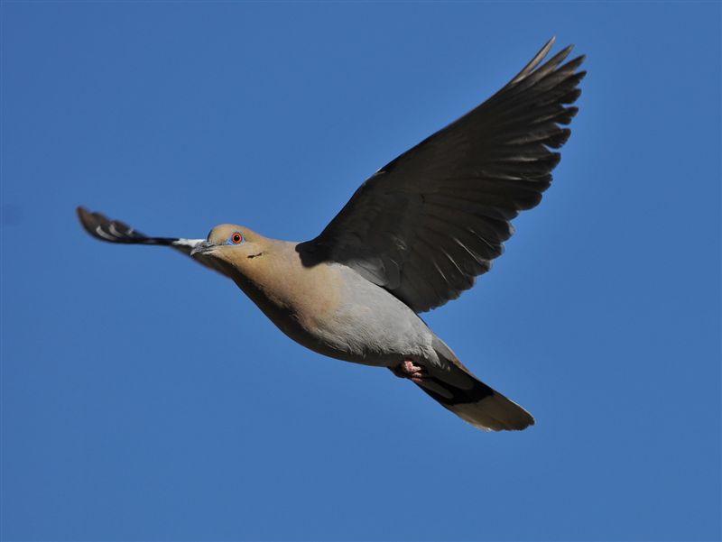 White-winged dove in the blue skies of New Mexico.