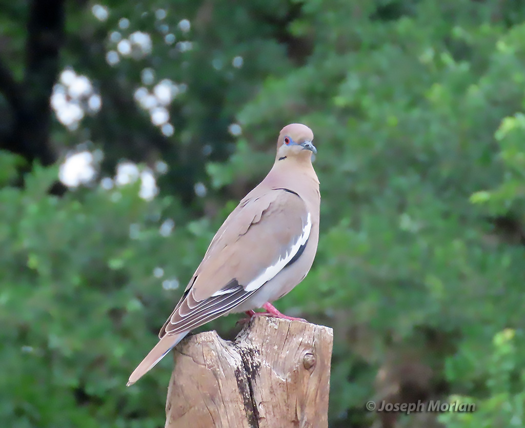 White-winged Dove