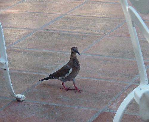 White-winged Dove