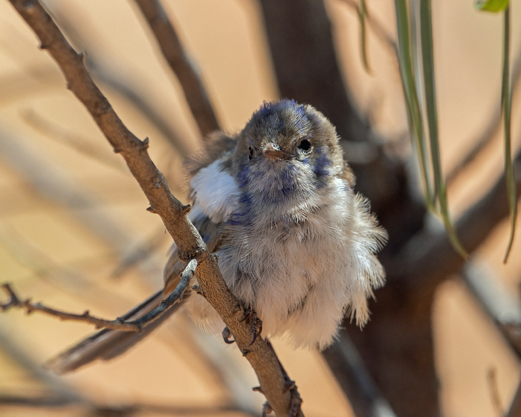 White-winged Fairywren (imm m)