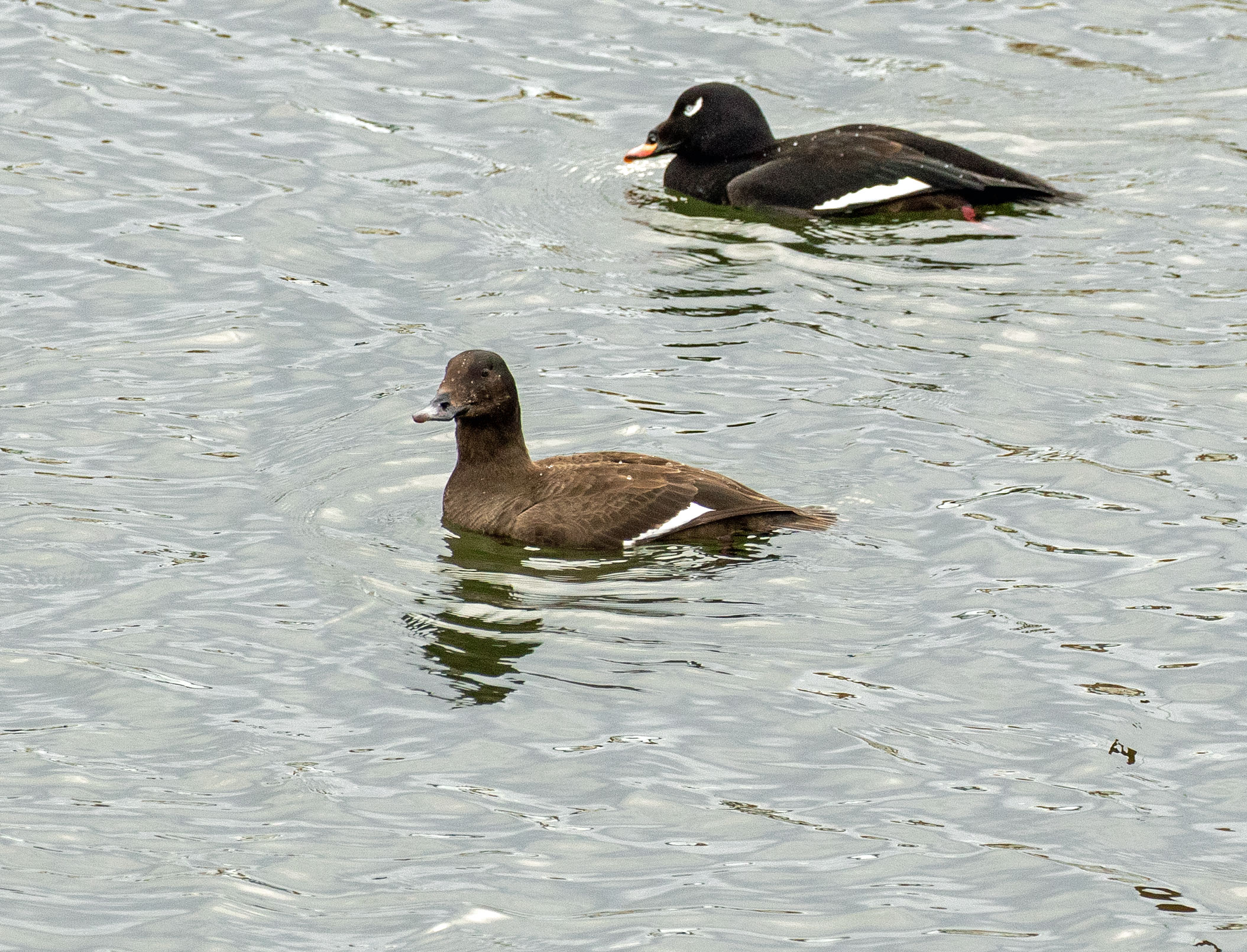 White-winged Scoter Pair