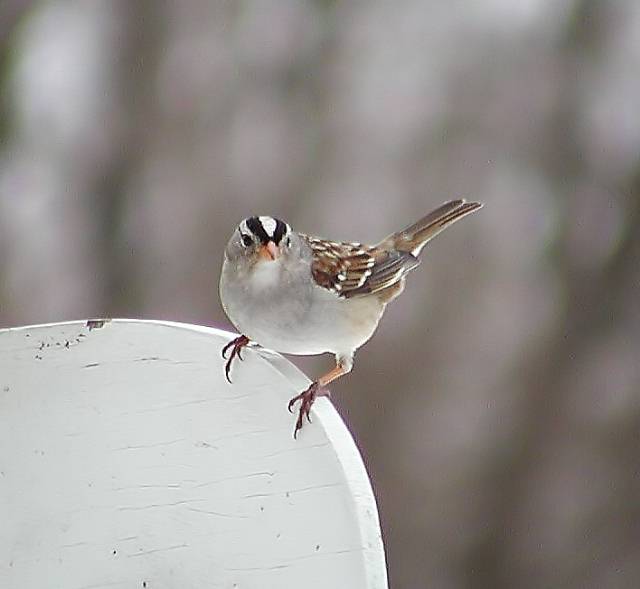 Whitecrowned Sparrow