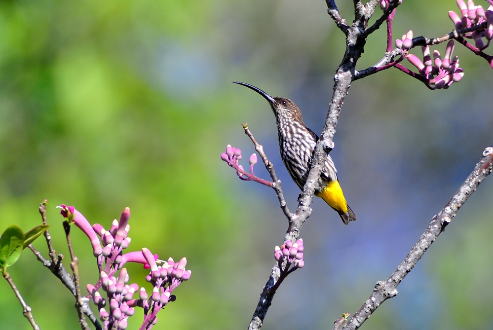 Whitehead's Spiderhunter