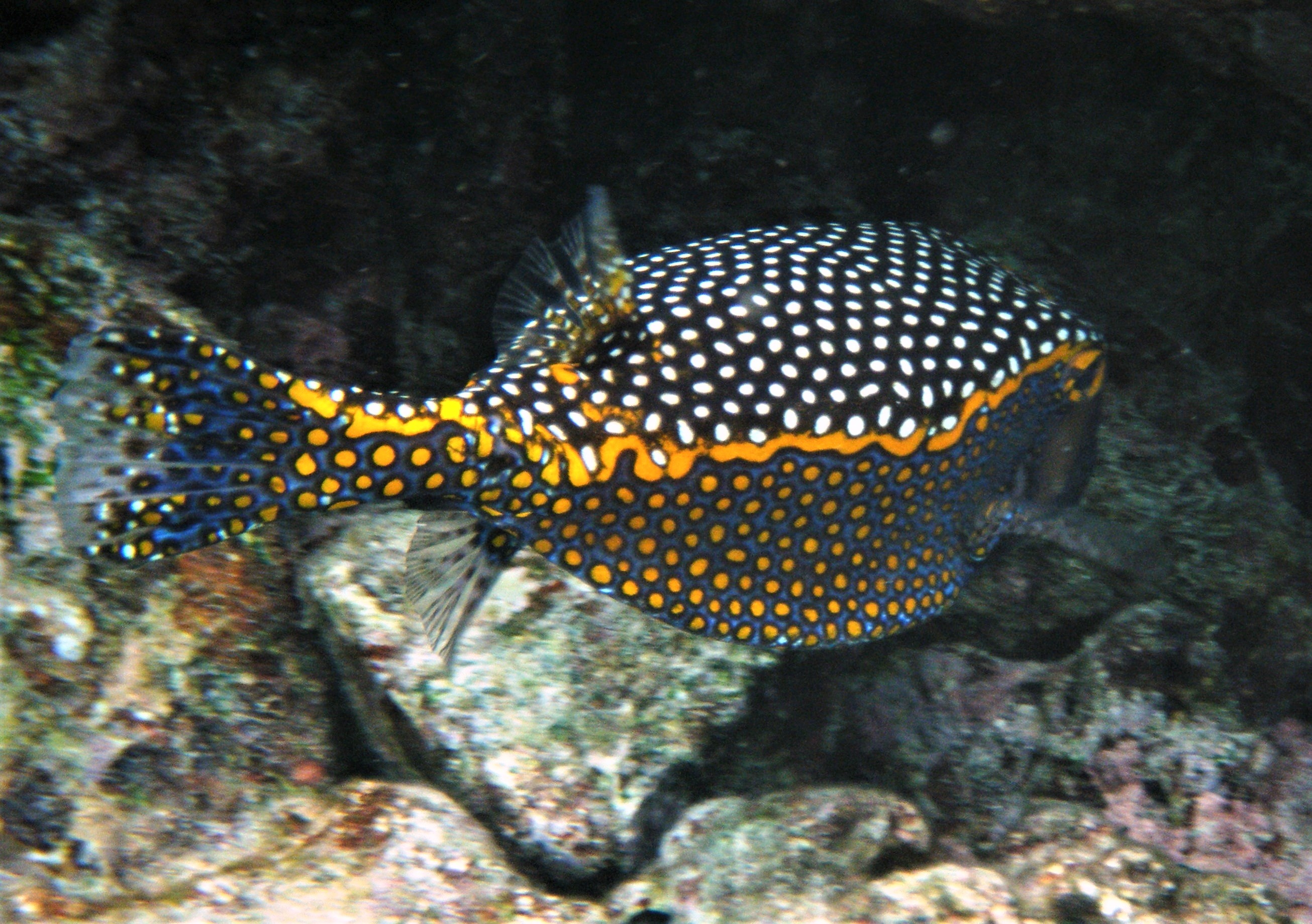 Whitespotted Boxfish