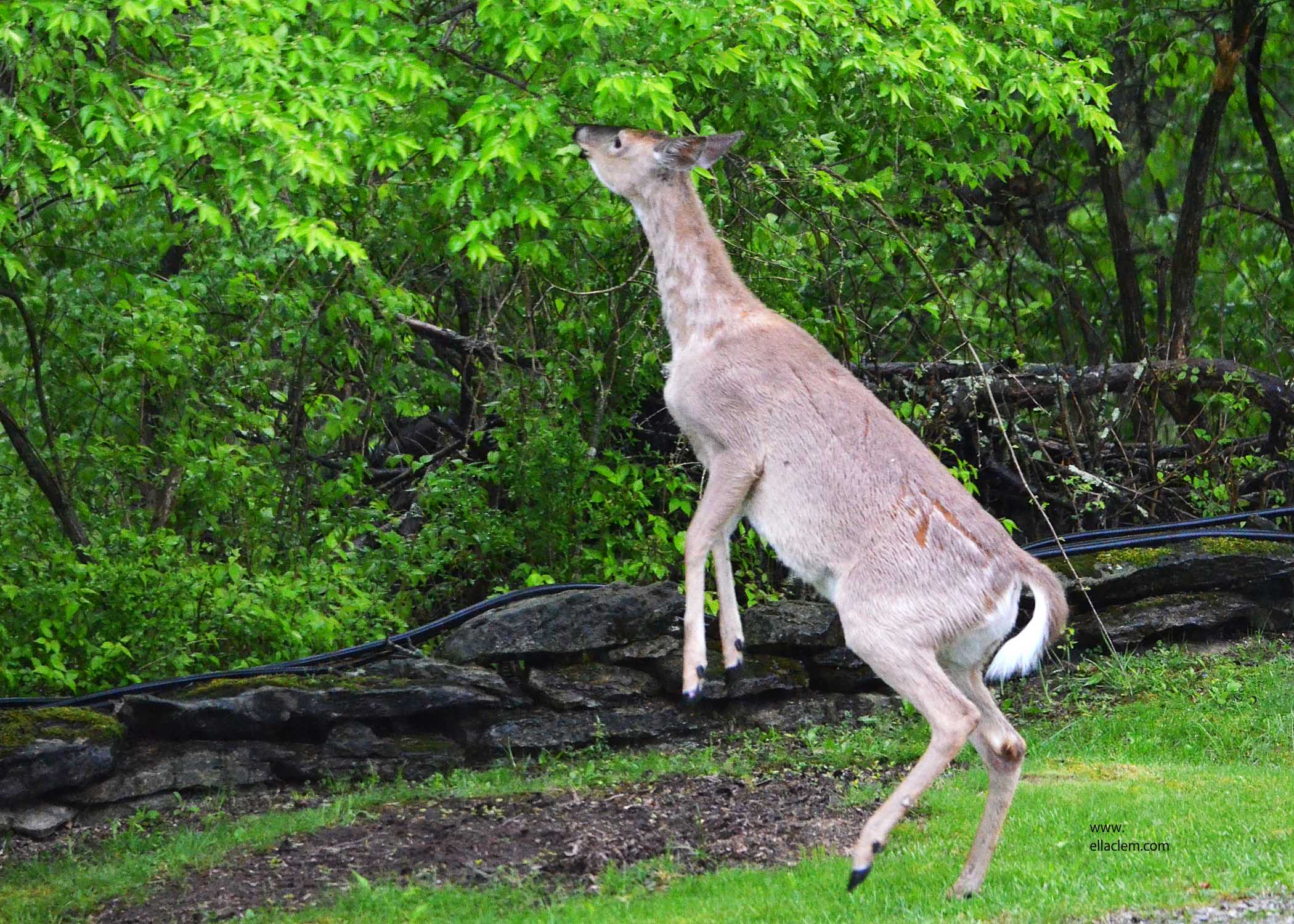 Whitetail Deer, female.