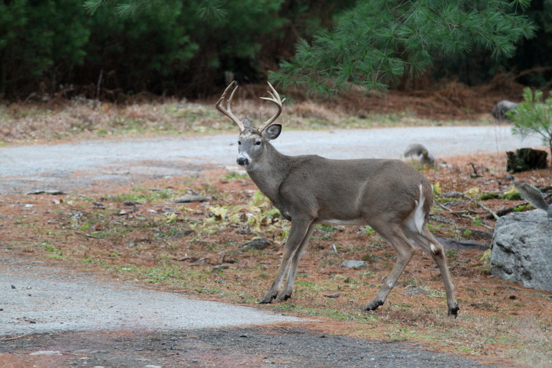 Whitetailed Deer