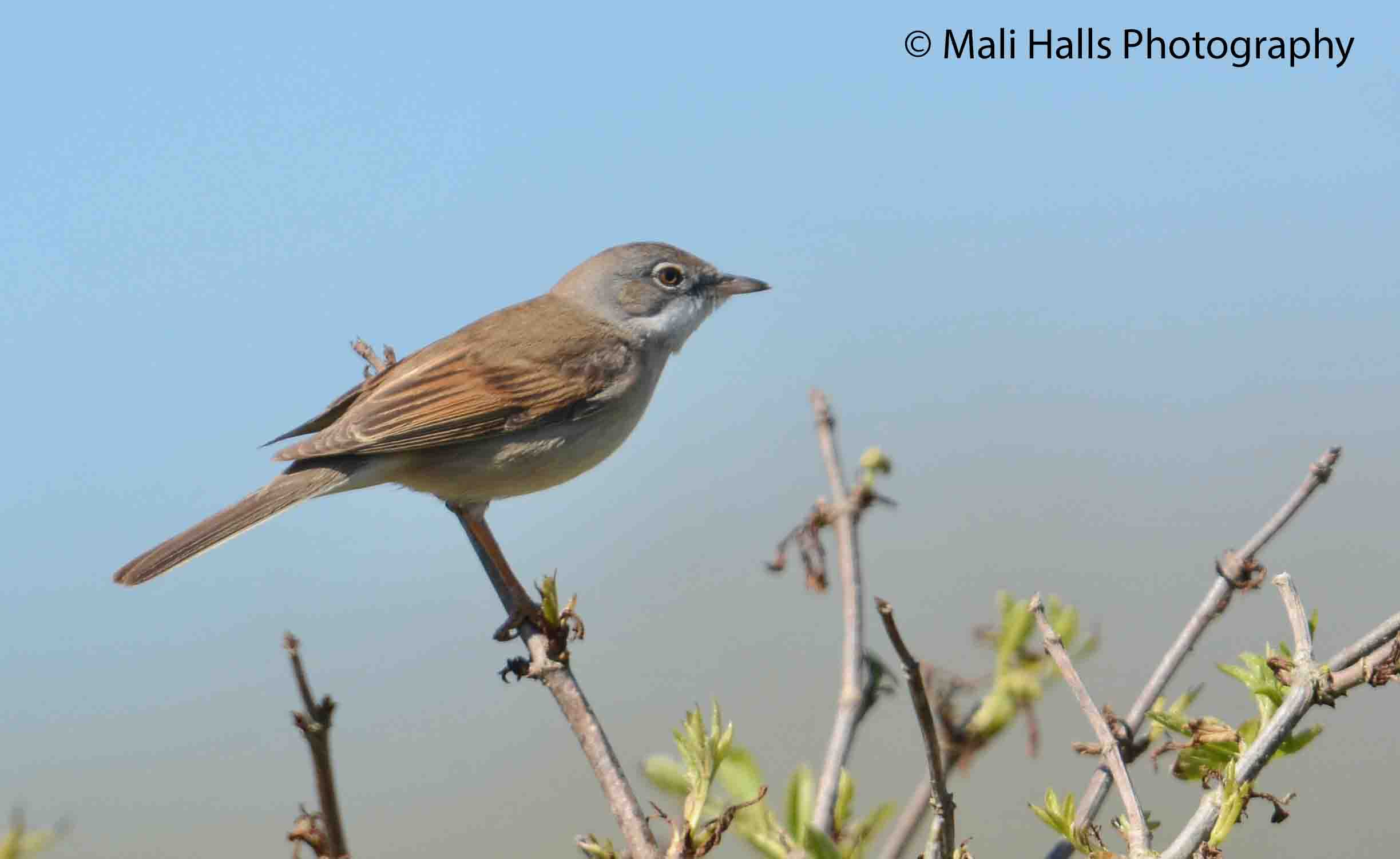 Whitethroat 9328.jpg