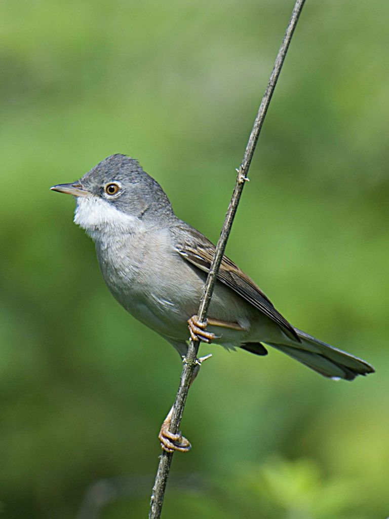 Whitethroat Brandon Marsh