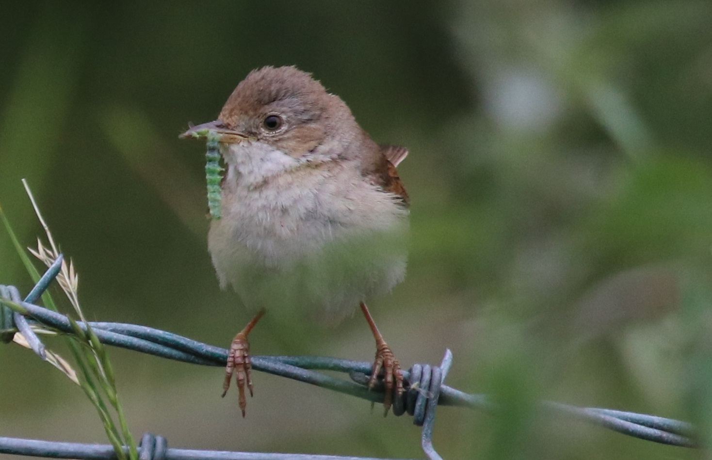 Whitethroat (F)