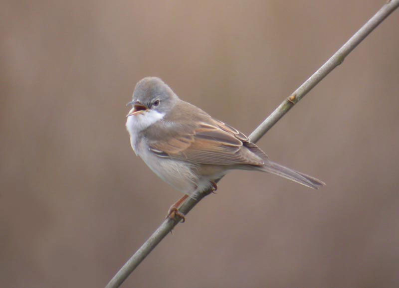 Whitethroat