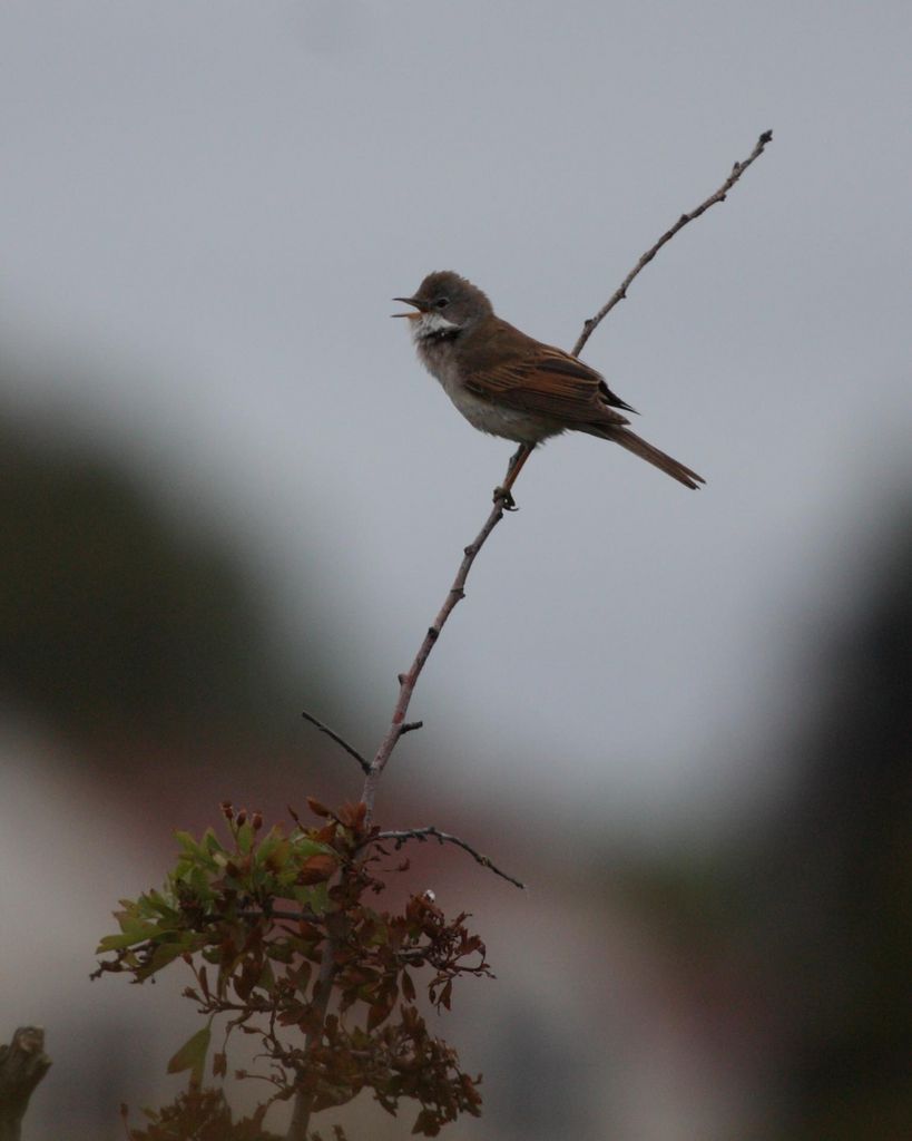 whitethroat