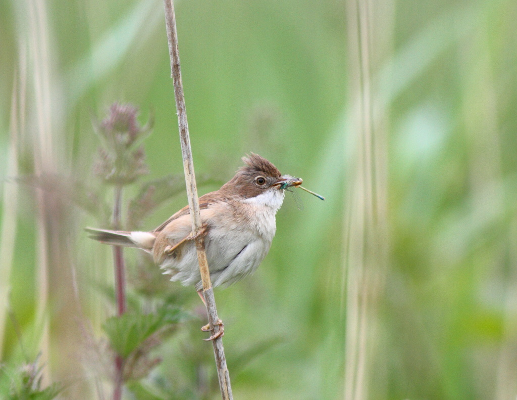 Whitethroat