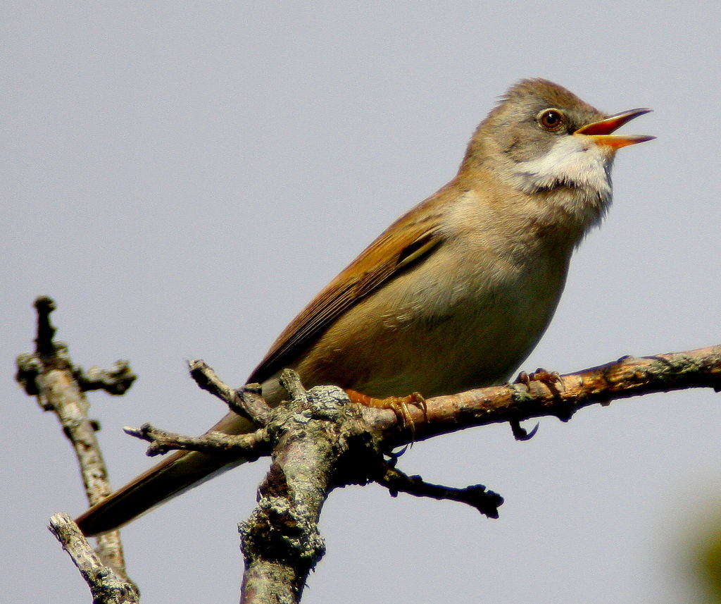 Whitethroat