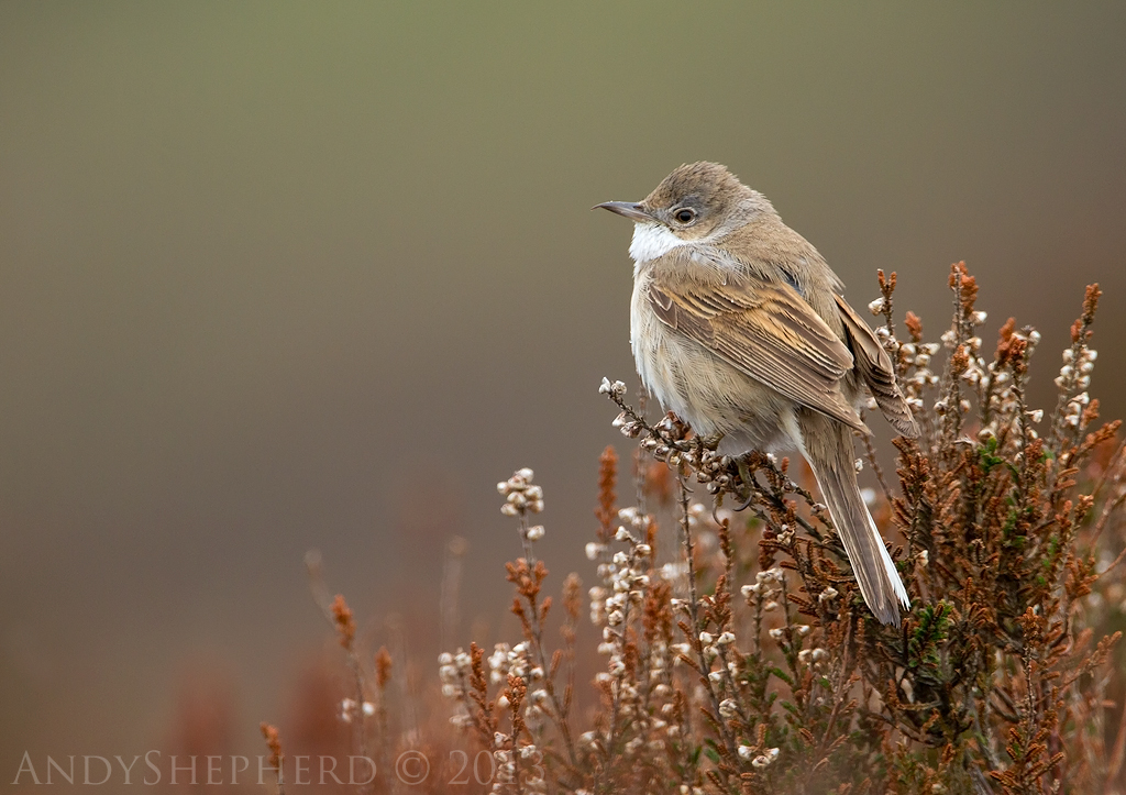 Whitethroat