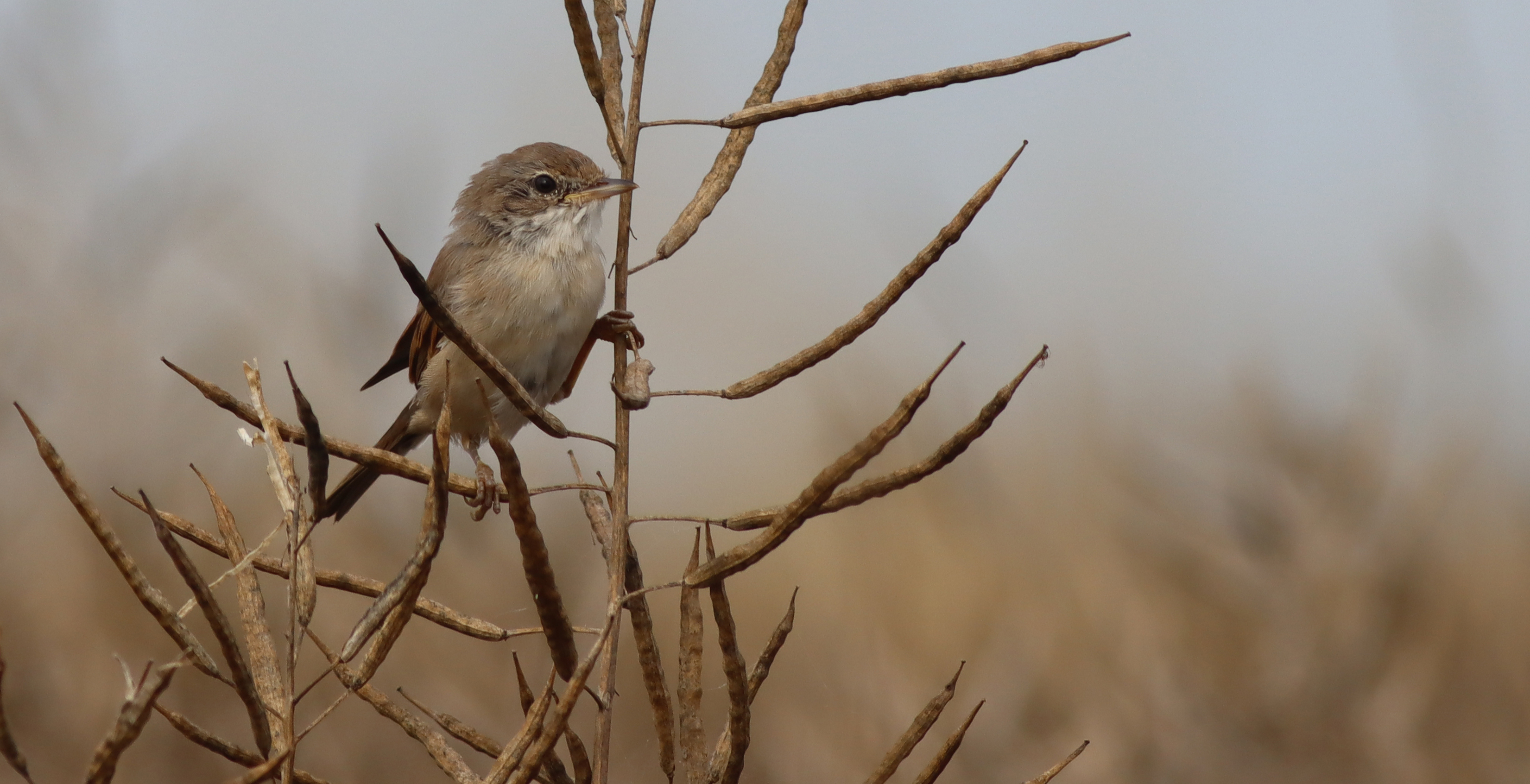 whitethroat