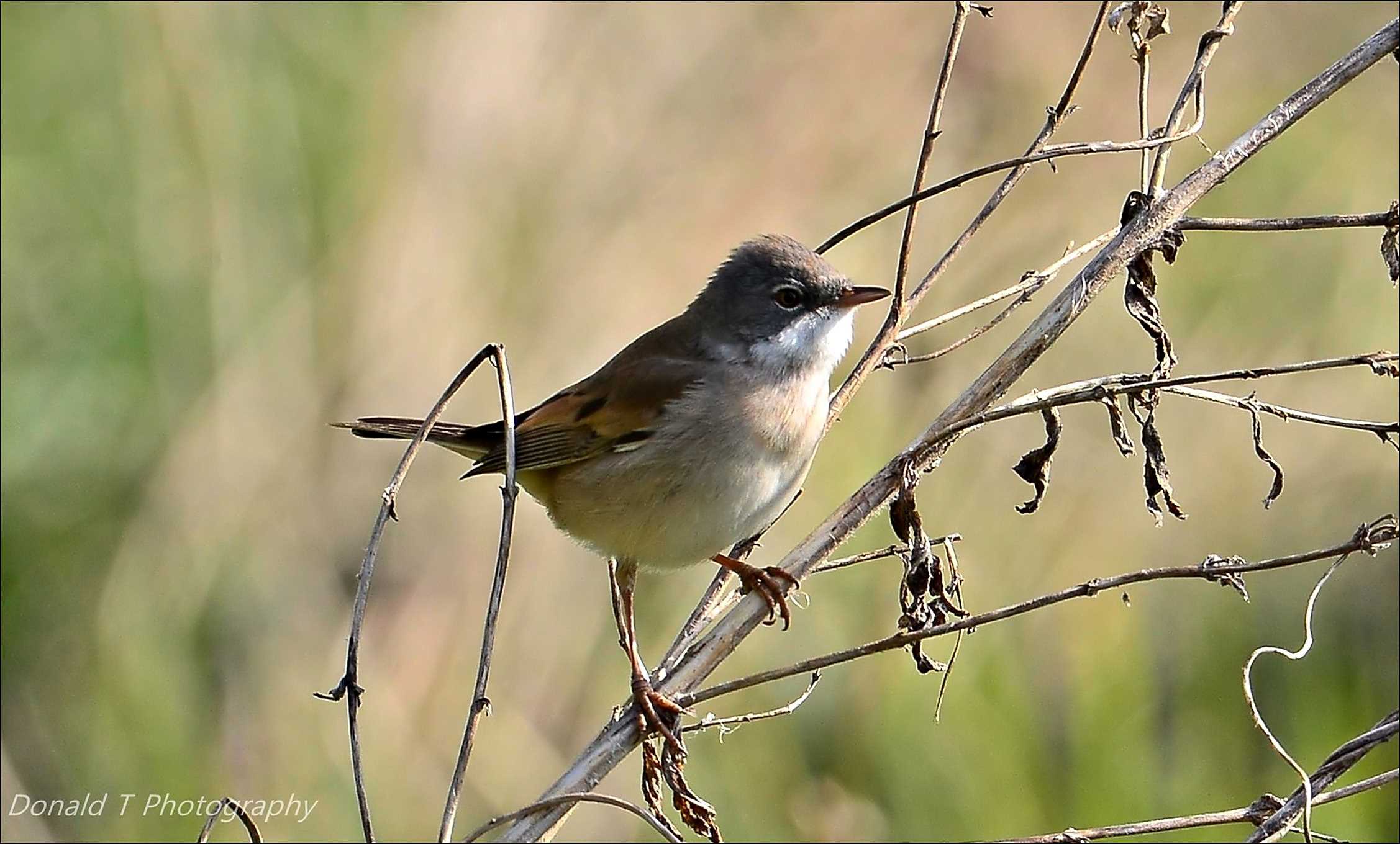 Whitethroat