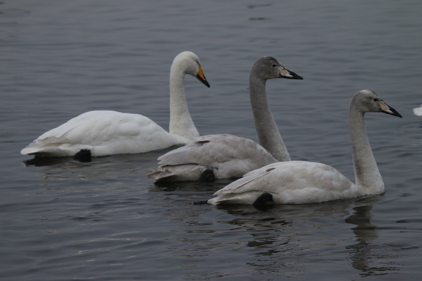 Whooper Swan family