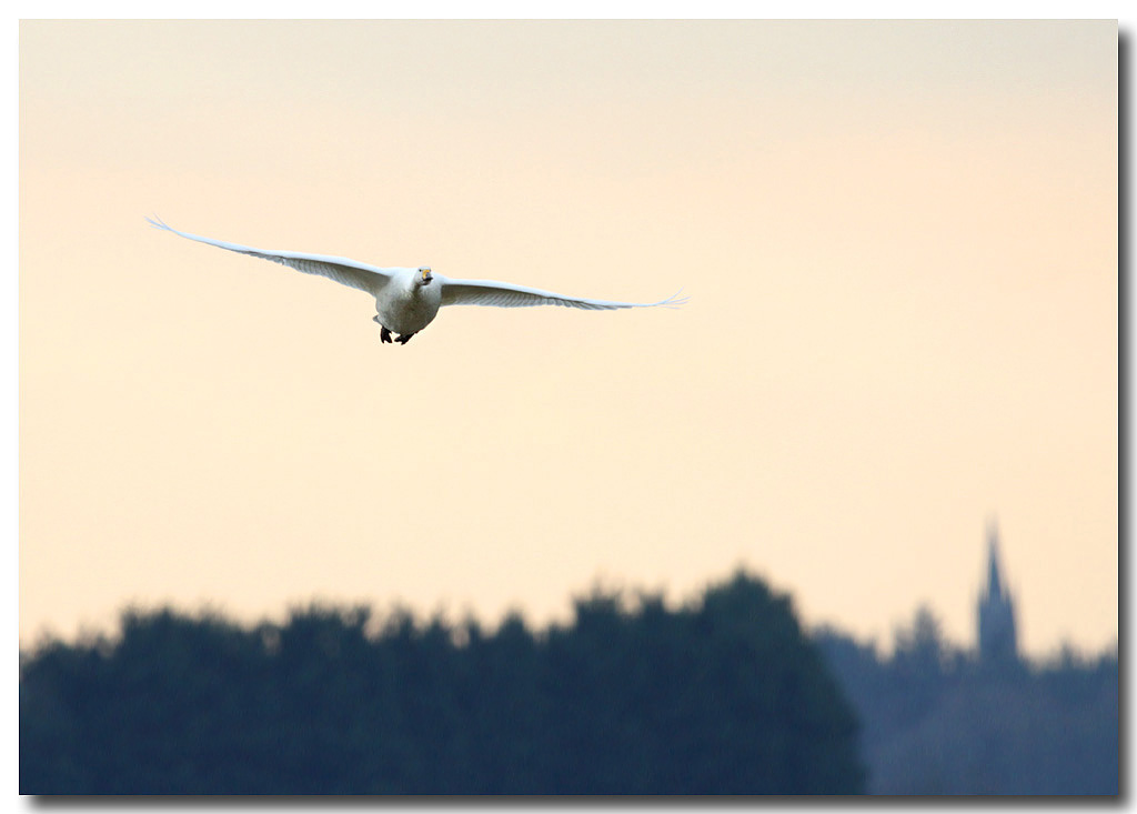 Whooper Swan