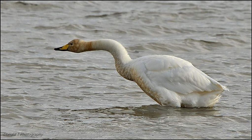 Whooper Swan