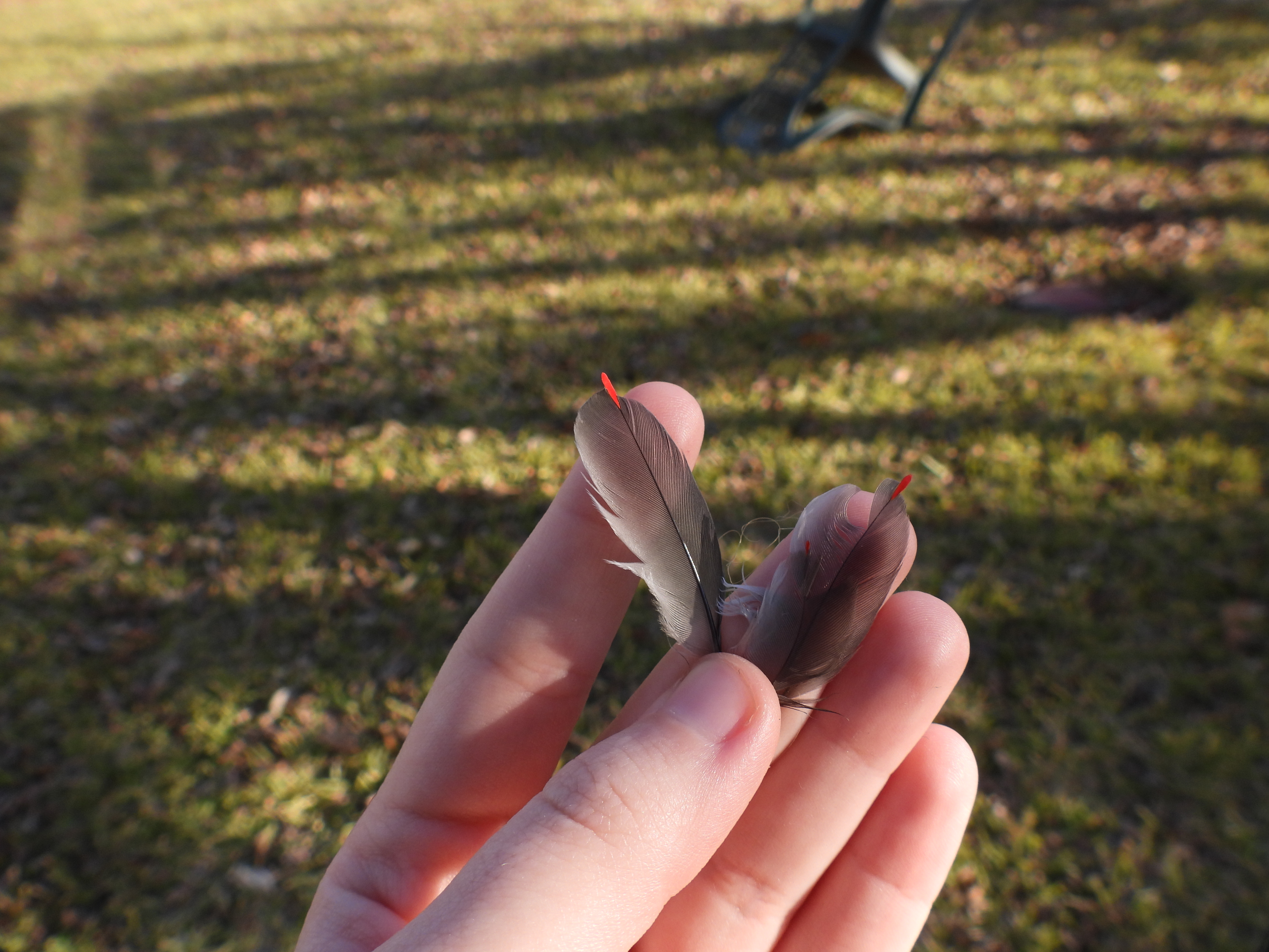 Why they're called "waxwings".