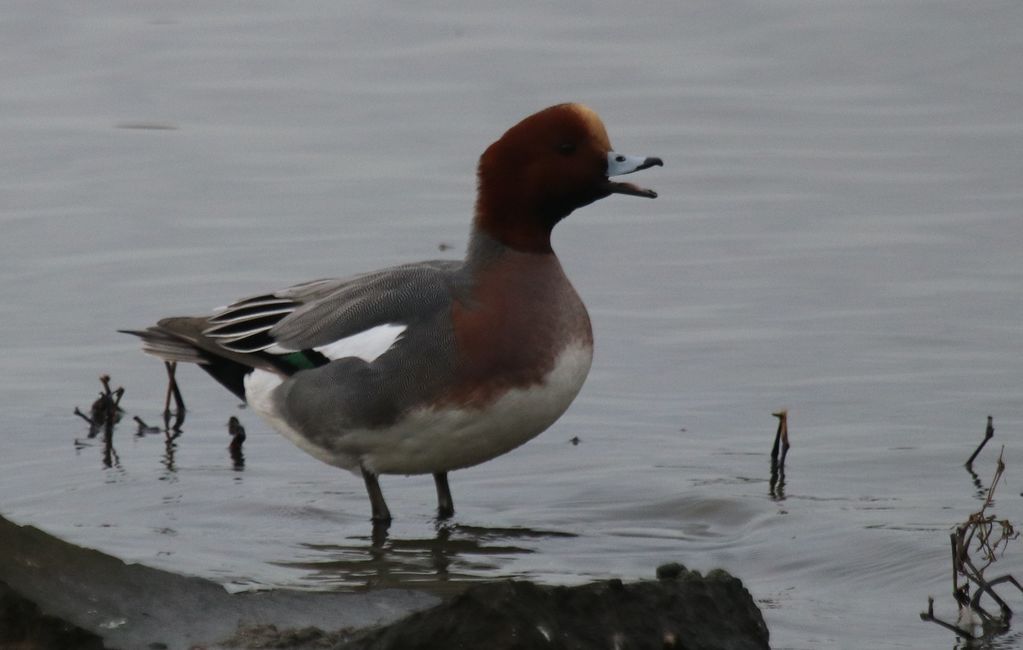 Wigeon (M)