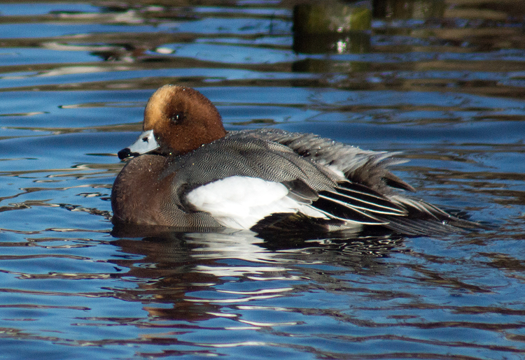 Wigeon