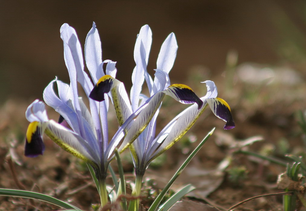 Wild Flower