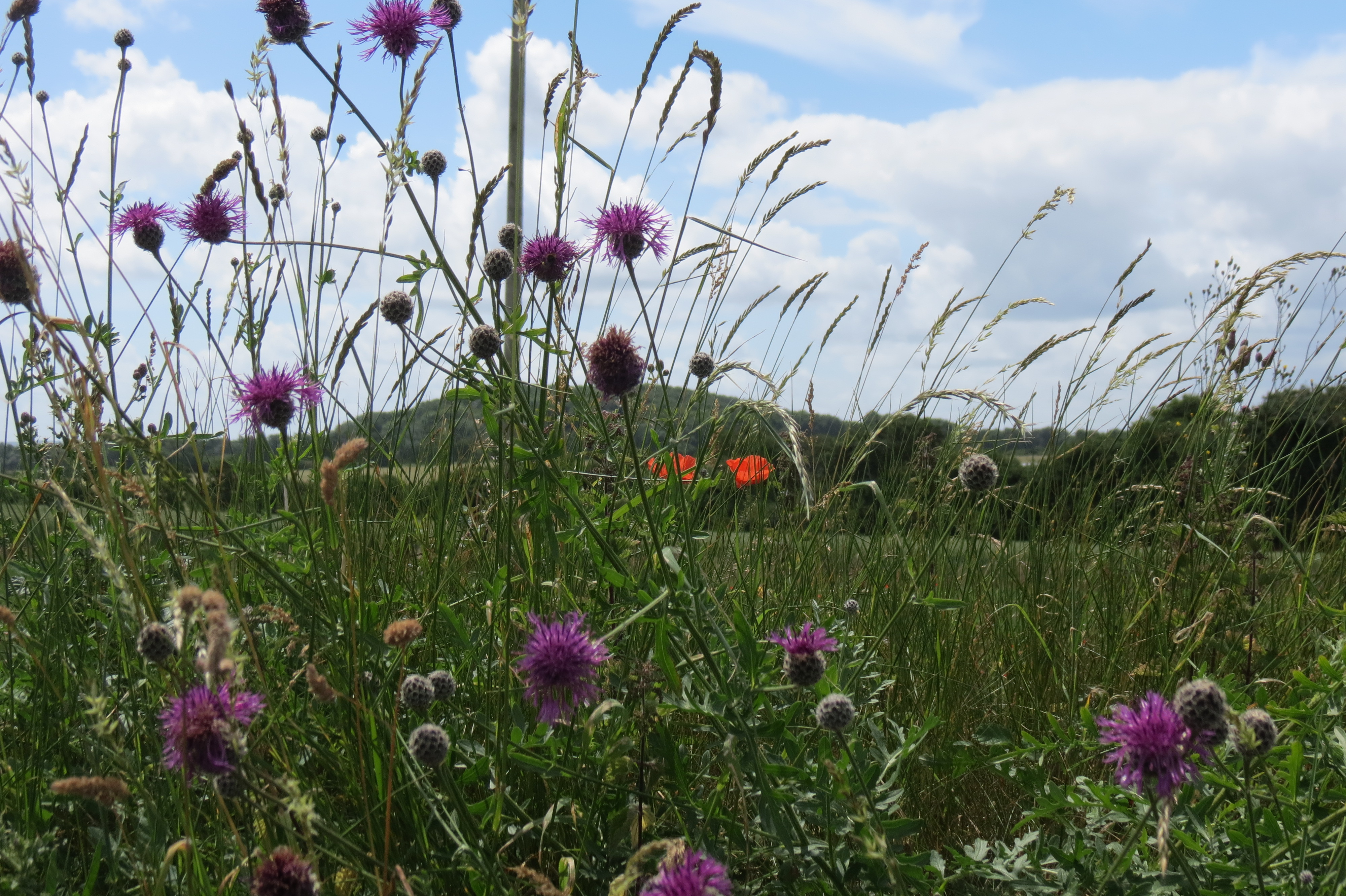 Wild flowers