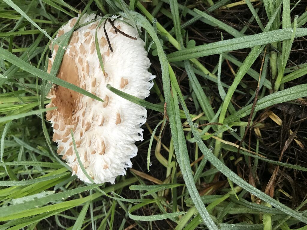 Wild Mushroom