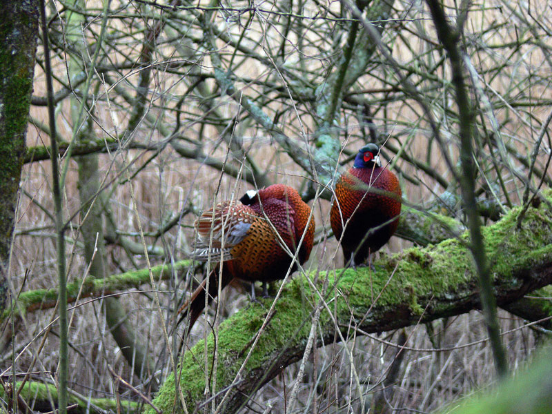 Wild Pheasant of Marsh, Reed and Woodland Edge