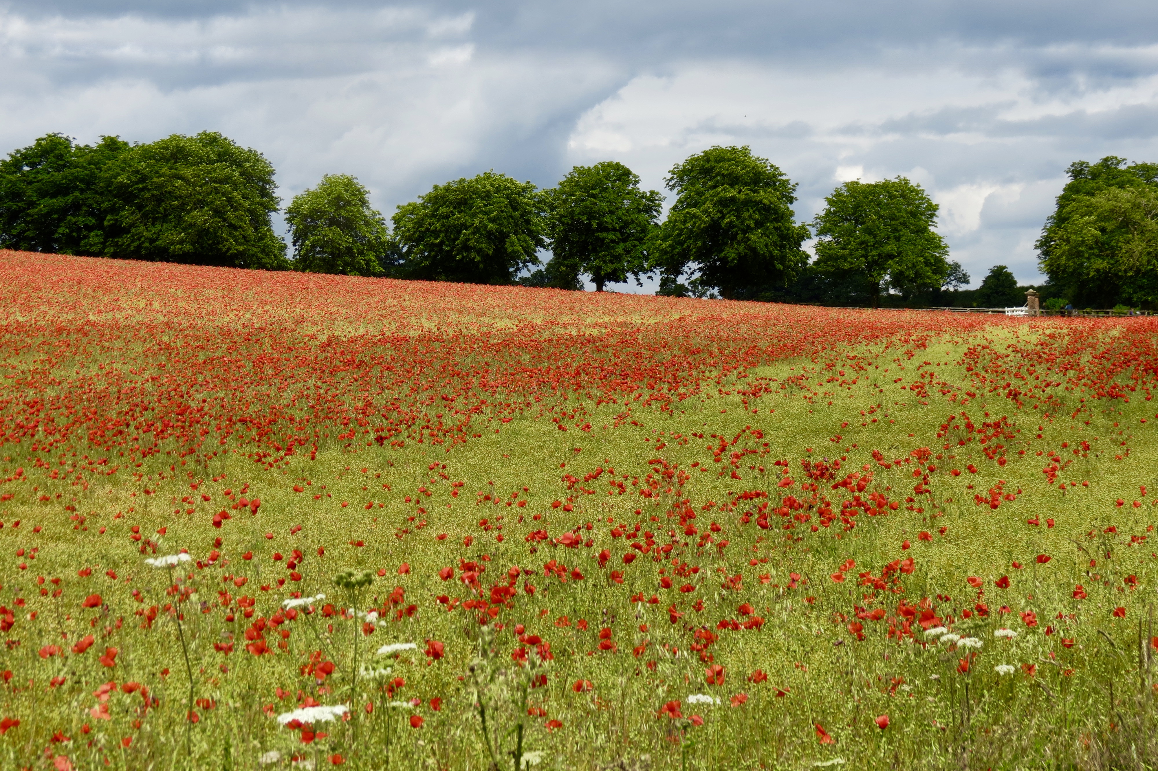 Wild Poppies