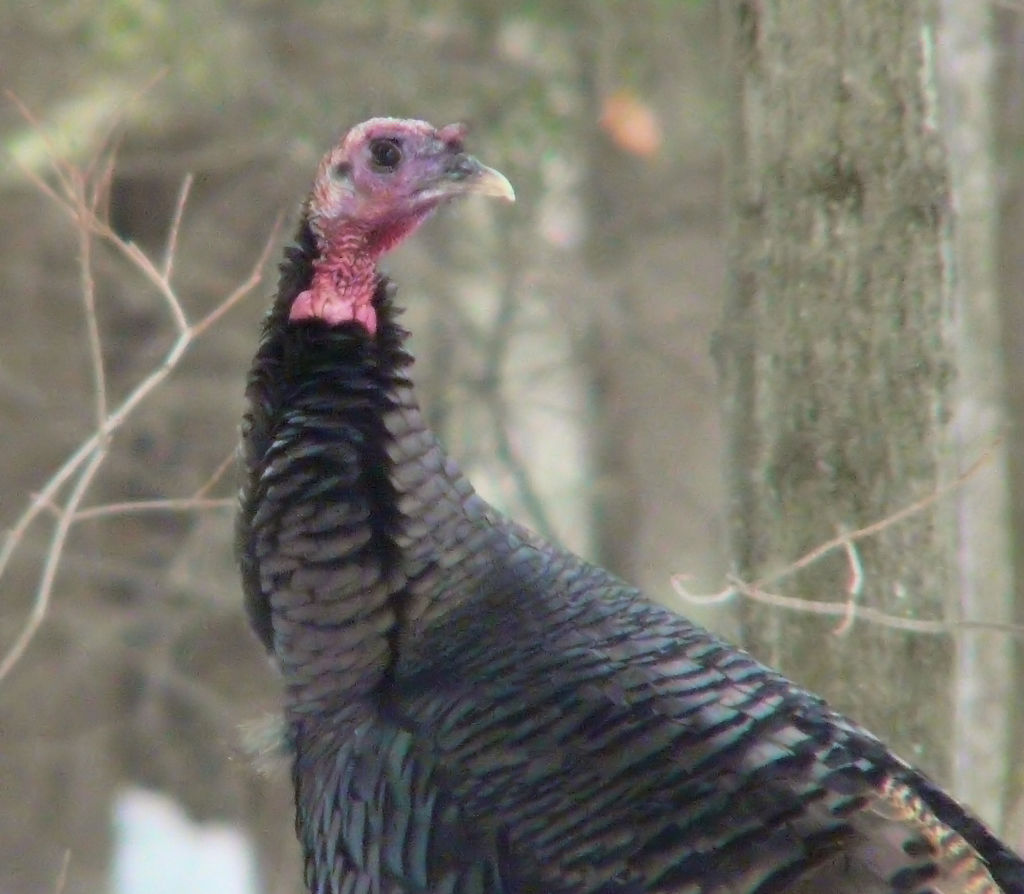 Wild Turkey